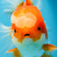 A Grade Jade Head Red White Oranda Female 6 inches #091225OR_13