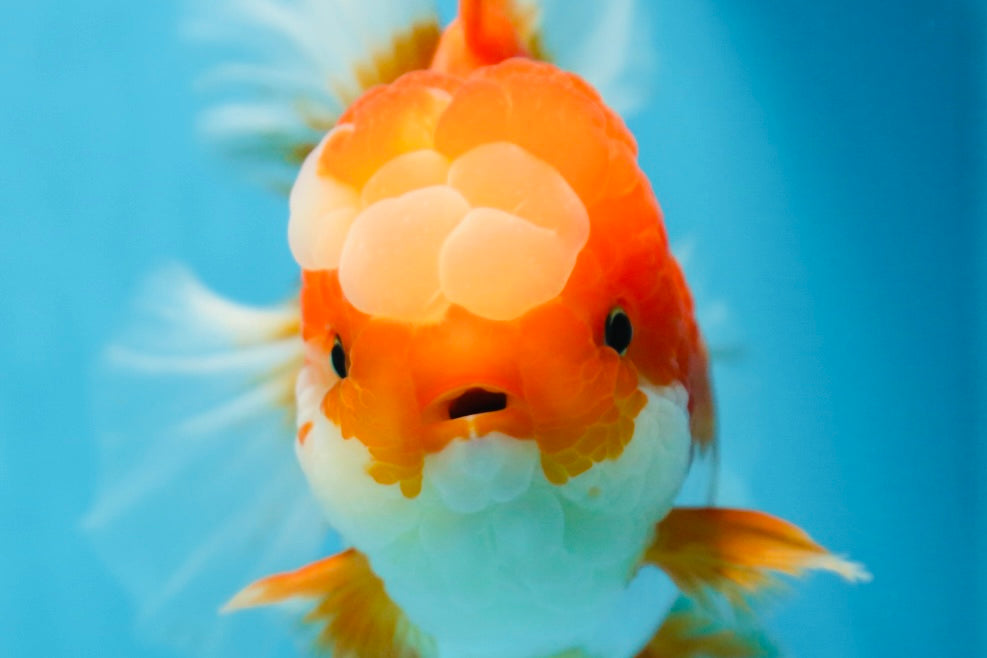 A Grade Jade Head Red White Oranda Female 6 inches #091225OR_13