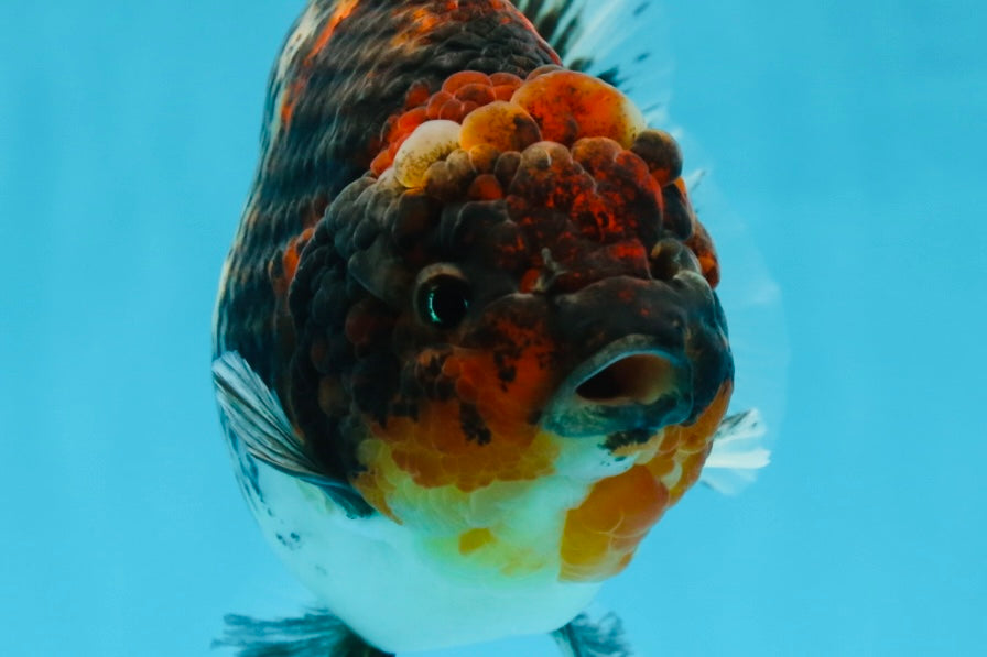 A Grade Godzilla Kirin Yuanbao Female 5.5-6 inches #053025YB_02