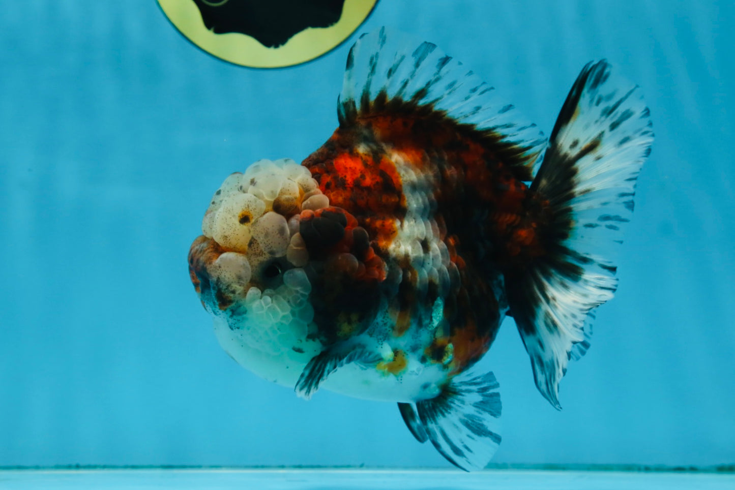 A Grade CHUBBY Calico Yuanbao Female 5-5.5 inches #091925YB_20