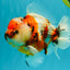 CHUNKY A Grade Calico Yuanbao Male 5.5-6 inches #051526YB_04
