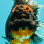 GIANT AAA Grade Red Head Kirin Oranda Male 7-7.5  inches #070326OR_05
