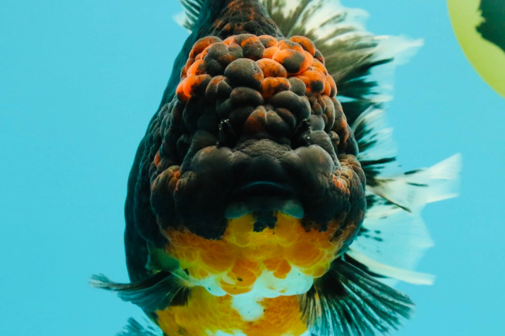GIANT AAA Grade Red Head Kirin Oranda Male 7-7.5  inches #070326OR_05