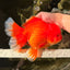 JUMBO A Grade Red White Oranda Female 7.5 inches #032026OR_02