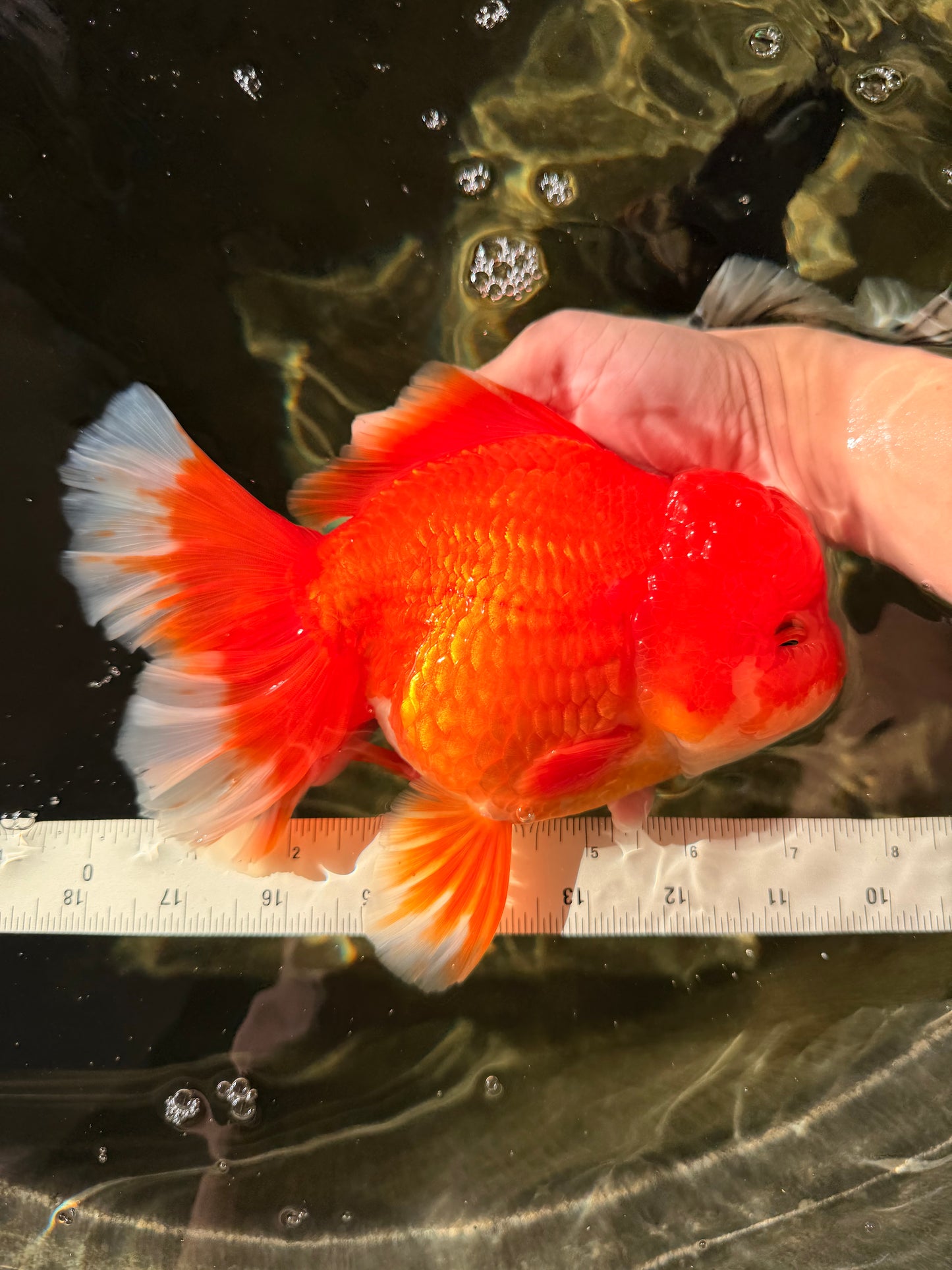 JUMBO A Grade Red White Oranda Female 7.5 inches #032026OR_02