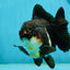 A Grade Tricolor Yuanbao Male 5 inches #122024YB_14