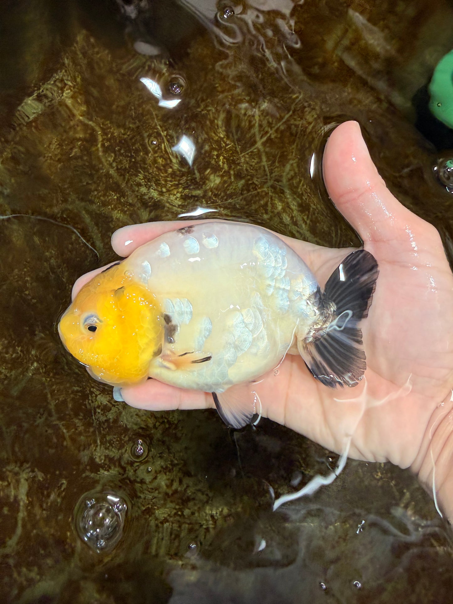 A Grade Cow Chinese Ranchu Female 4.5-5 inches #112125RC_18