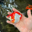 A Grade Red White Ryukin Female 4 inches #050126RK_04