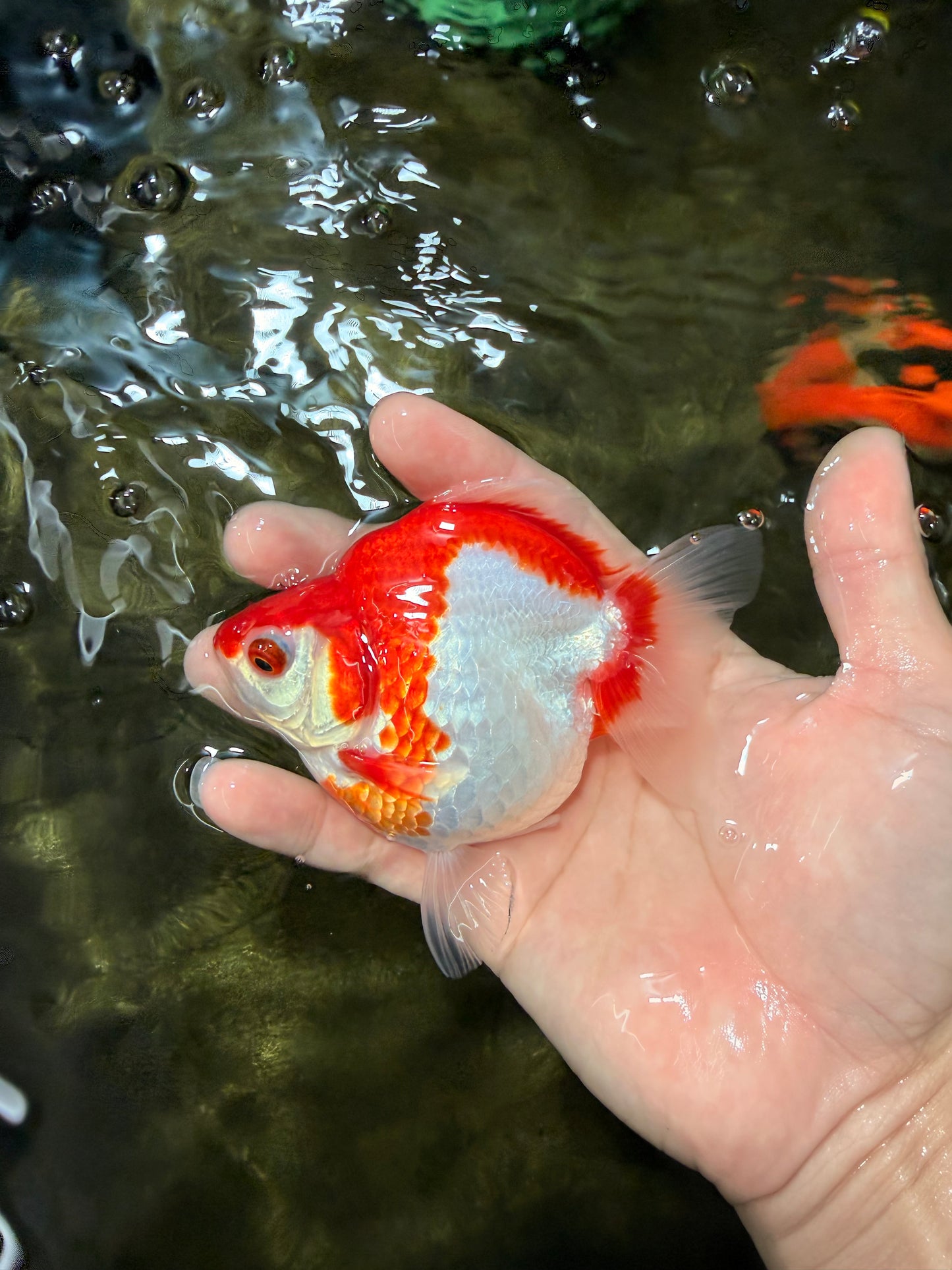 A Grade Red White Ryukin Female 4 inches #050126RK_04