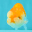 Red White Lionchu Female 4 inches #081426LC_19