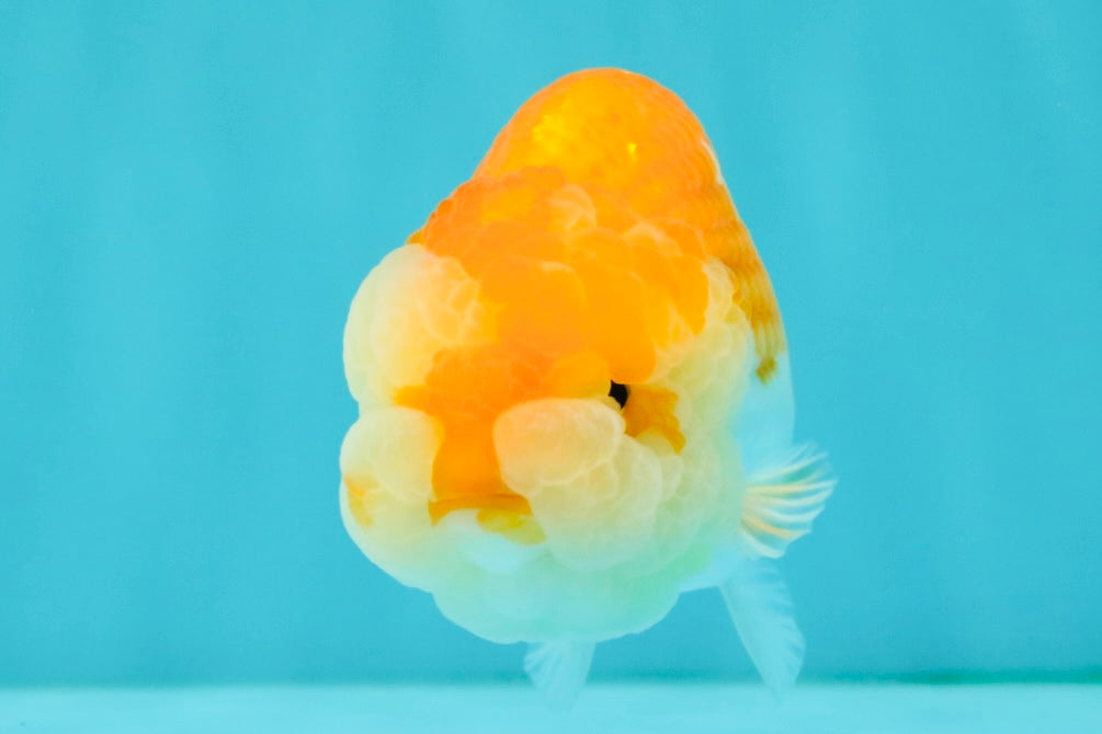 Red White Lionchu Female 4 inches #081426LC_19