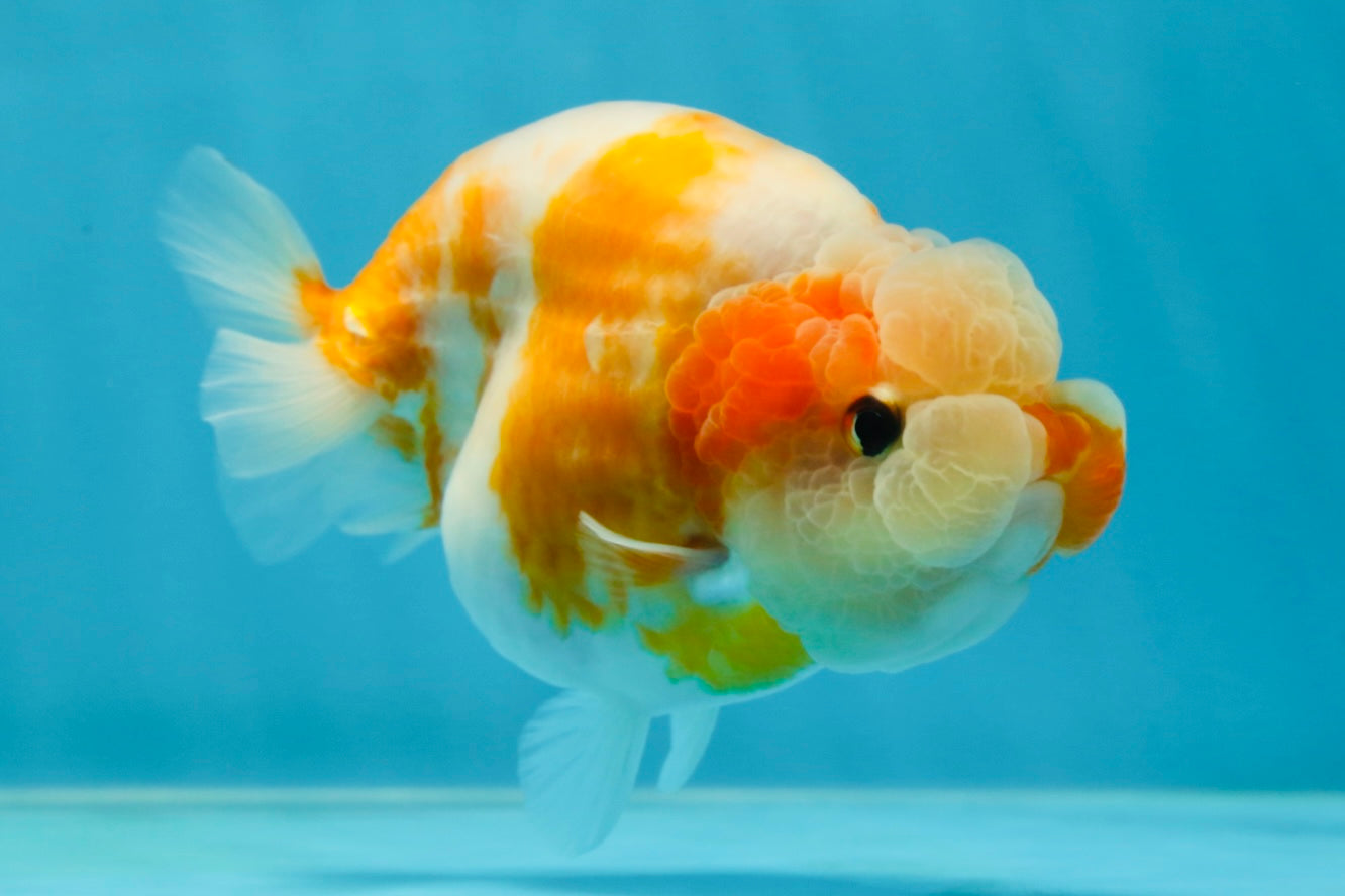 A Grade Sakura LionQueen 4-4.5 inches #050925LC_06