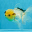 A Grade Lemonhead Oranda Male 5 inches #0830OR_22