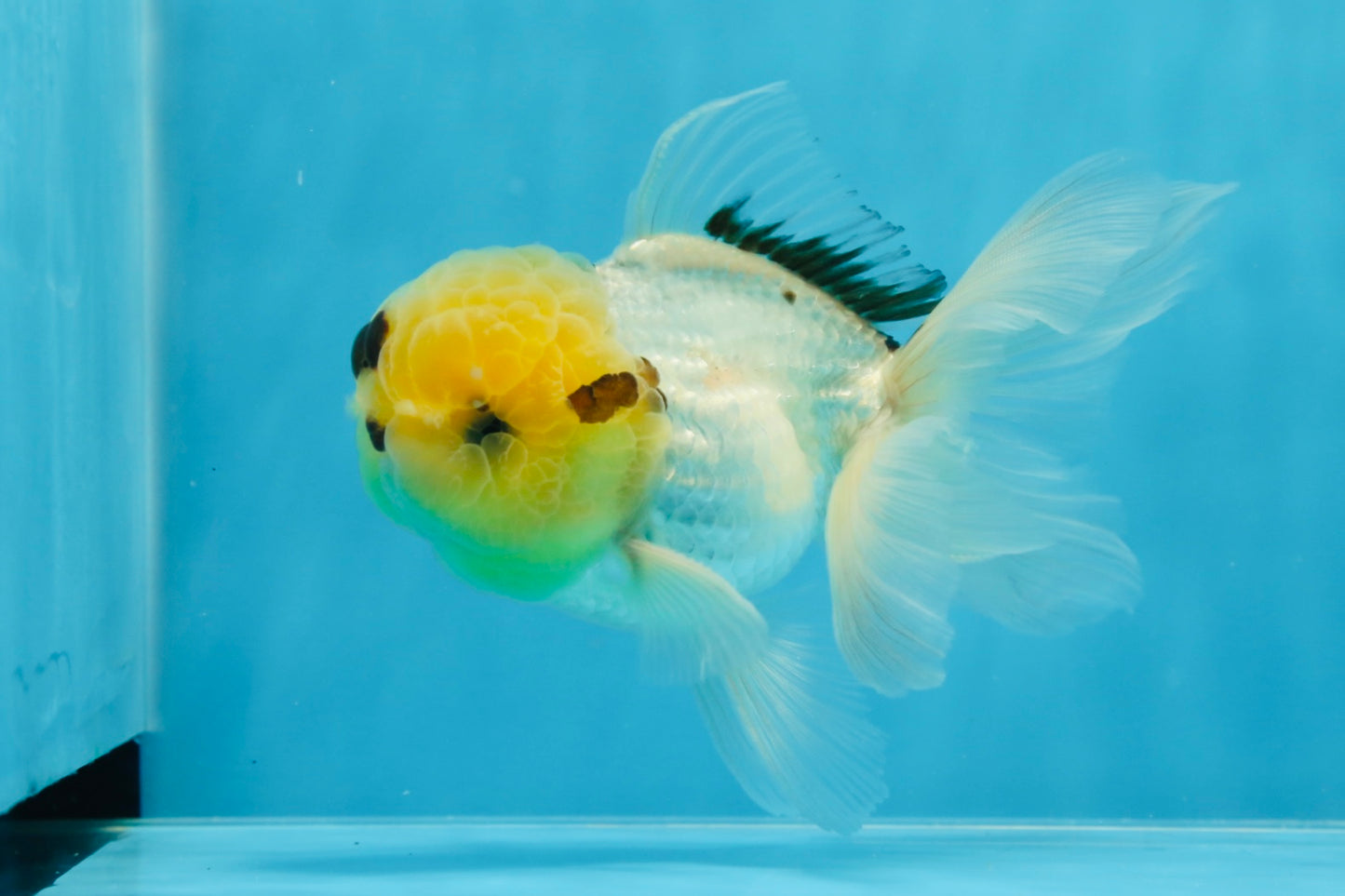 A Grade Lemonhead Oranda Male 5 inches #0830OR_22