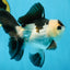 Panda Oranda Male 5 inches #081525OR_27