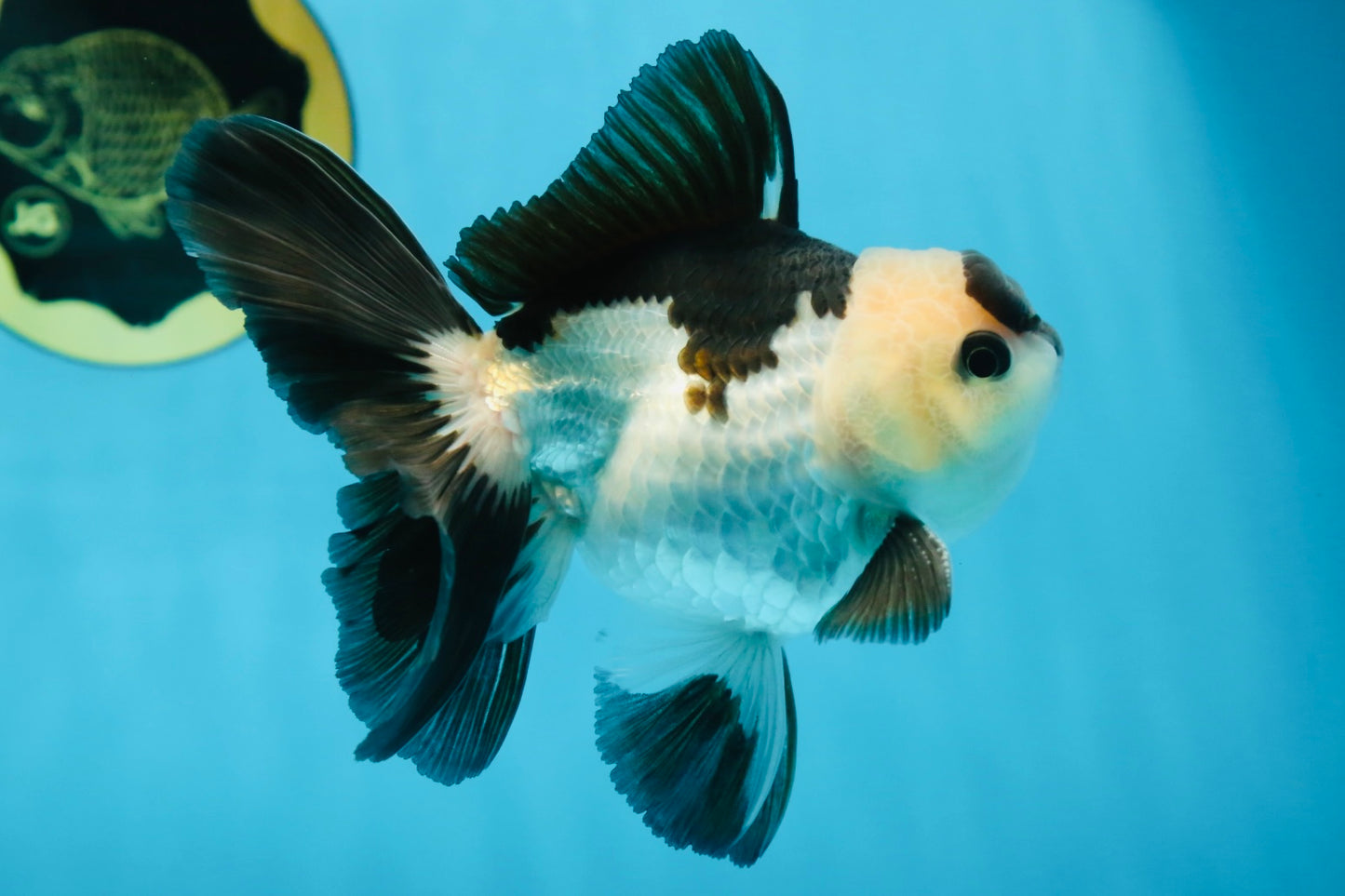 Panda Oranda Male 5 inches #081525OR_27