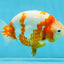 AAA Grade Special Red White Kohaku Chinese Ranchu Male 5 inches #101025RC_20