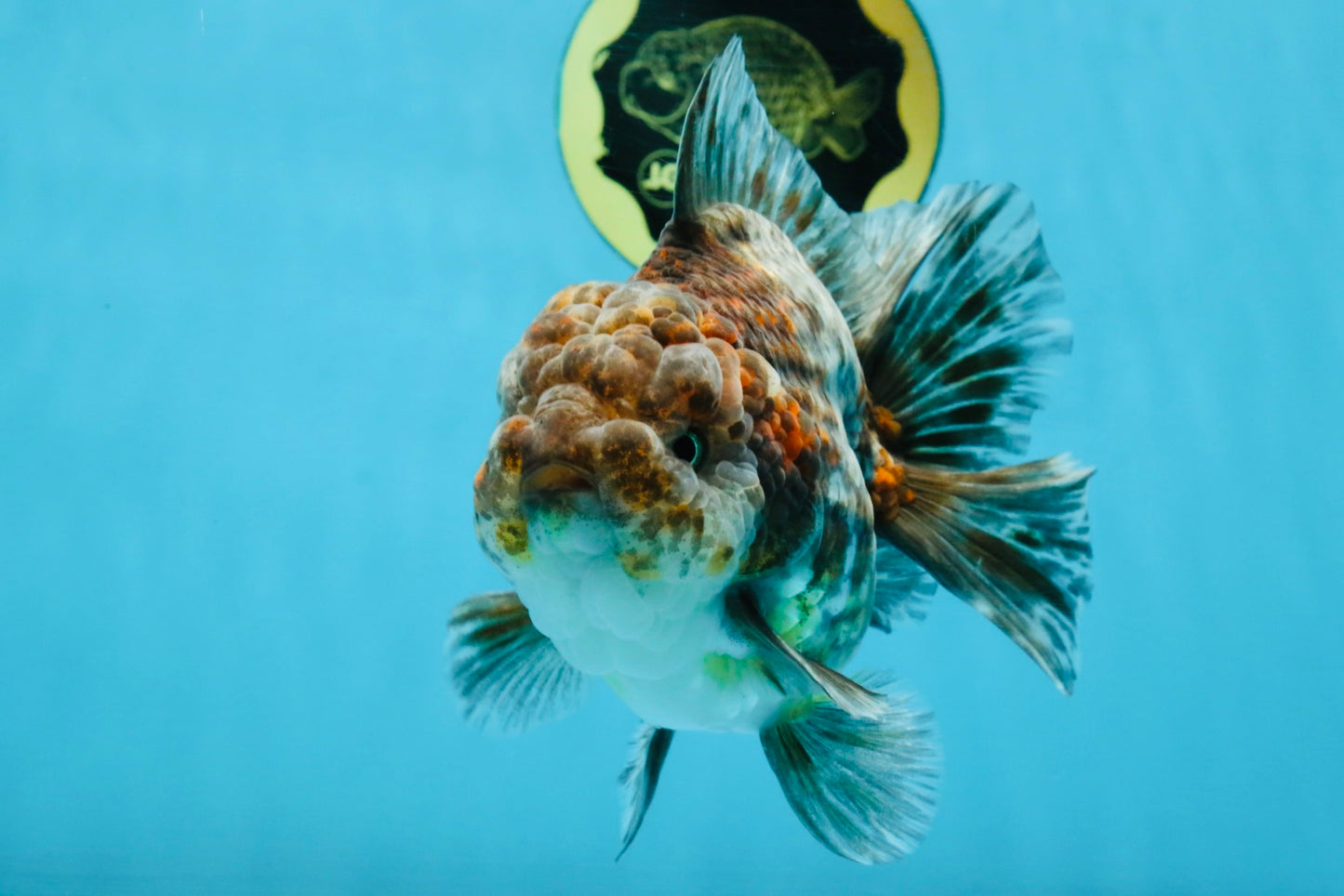 RARE A Grade Kirin Oranda Male 5.5 inches #120525OR_02