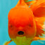 TOMATO AAA Grade Broadtail Red White Oranda Male 7.5-8 inches #071026OR_03