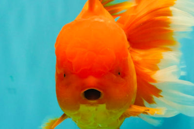 TOMATO AAA Grade Broadtail Red White Oranda Male 7.5-8 inches #071026OR_03
