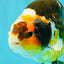UNIQUE Tricolor Chinese Ranchu Male 6.5  inches #050826RC_12