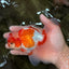 A Grade  Red White Oranda Male 5.5 inches #100926OR_15