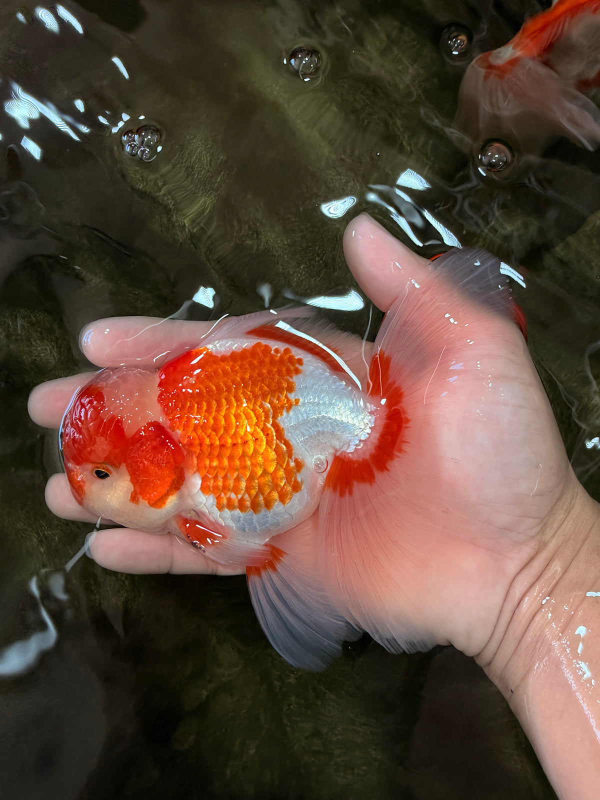 A Grade  Red White Oranda Male 5.5 inches #100926OR_15