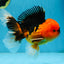 A Grade Super Mario Apache Oranda Male 5-5.5 inches #081525OR_23