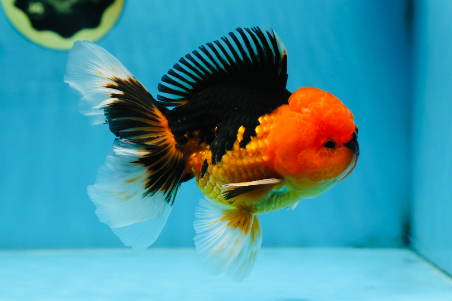 A Grade Super Mario Apache Oranda Male 5-5.5 inches #081525OR_23