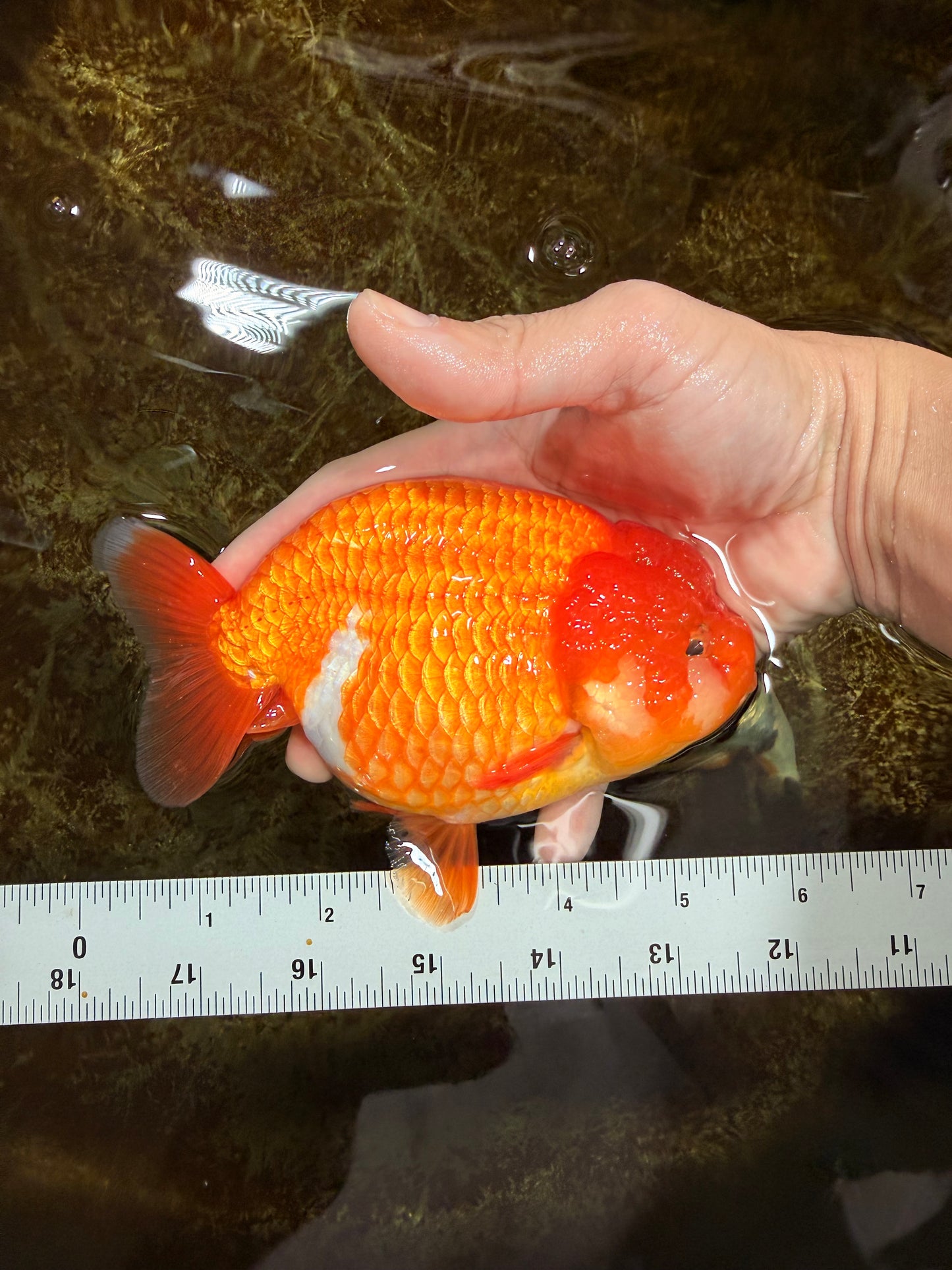 A Grade Red LionQueen 5.5-6 inches #112125LC_04