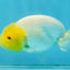 White Lionchu Female 3.5 inches #121225LC_13