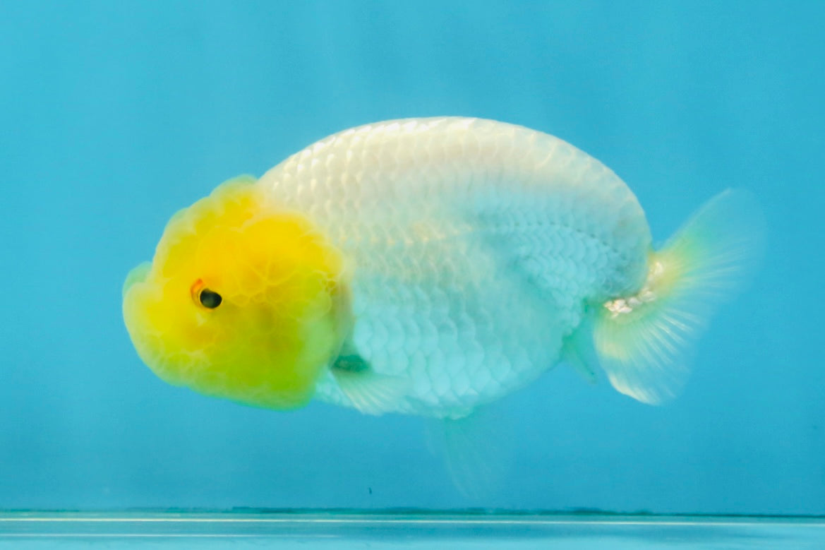 White Lionchu Female 3.5 inches #121225LC_13