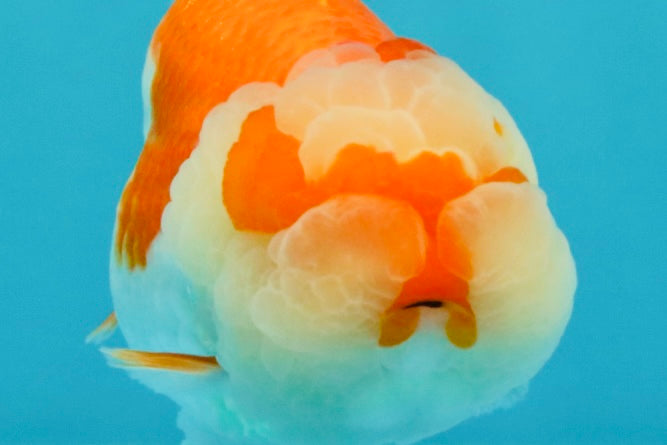 BIG WEN AAA Grade Red White LionQueen 4-4.5 inches #031326LC_06