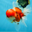 AAA Grade Godzilla Sakura Oranda Male 5.5 inches #080125OR_10