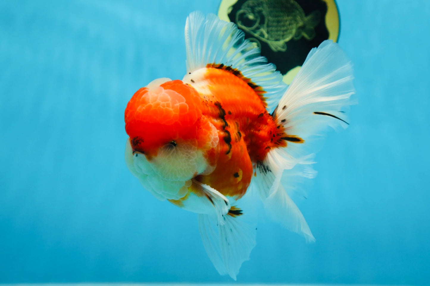 AAA Grade Godzilla Sakura Oranda Male 5.5 inches #080125OR_10