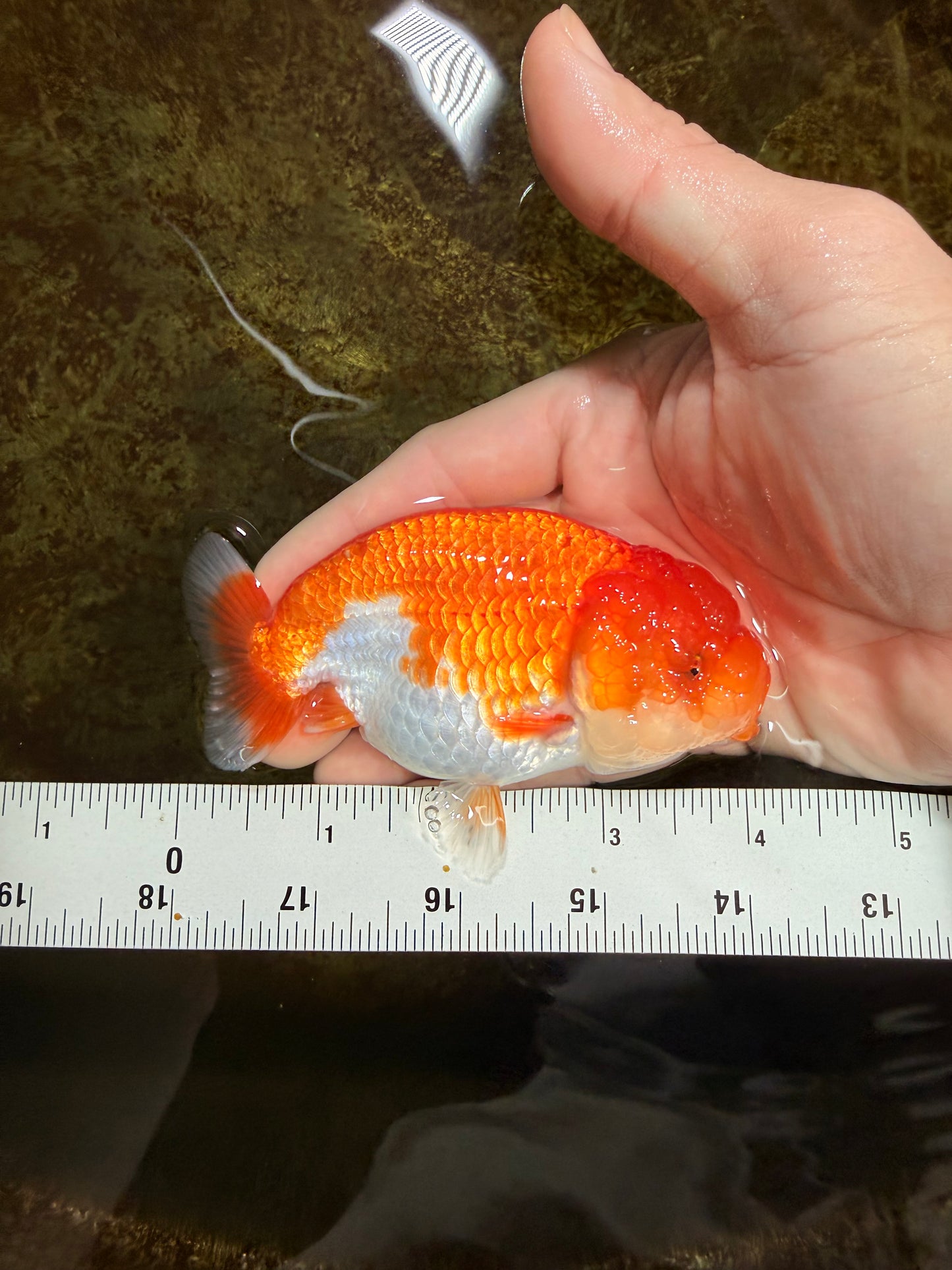 FLUFFY Red White LionChu Female 4.5 inches #120525LC_16