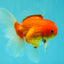 A Grade Red White Oranda Male 5.5 inches #102326OR_21