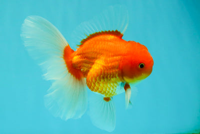 A Grade Red White Oranda Male 5.5 inches #102326OR_21