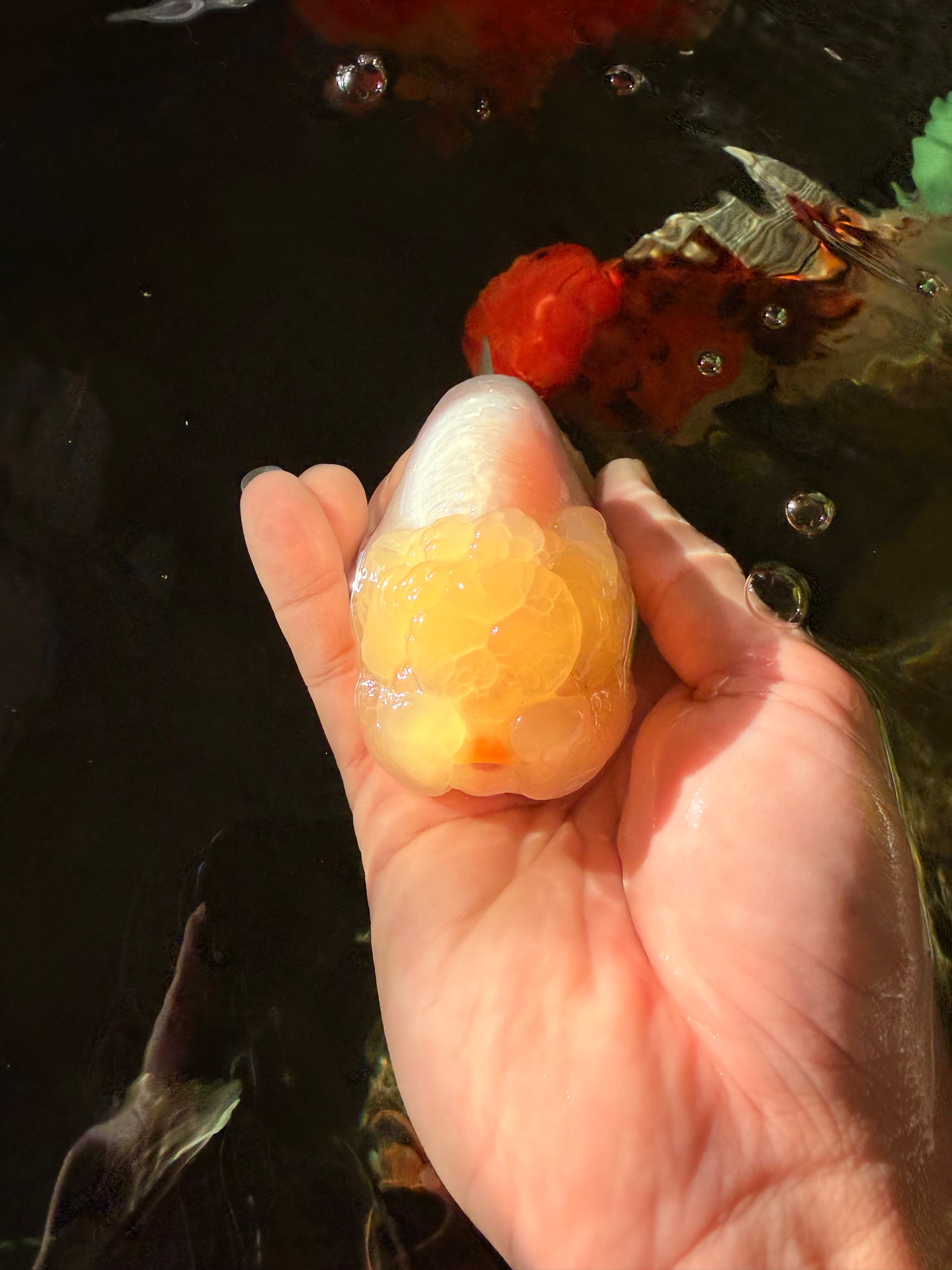 A Grade White LionQueen 4-4.5 inches #030626LC_04