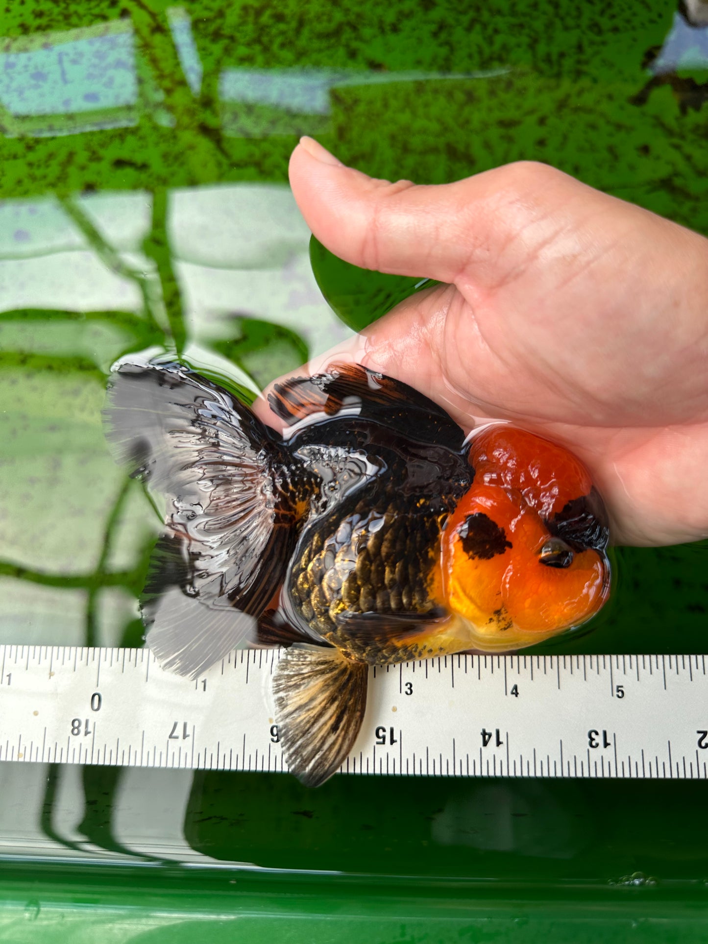 Oranda hembra roja y negra de grado A, 5 pulgadas, n.° 0920OR_32