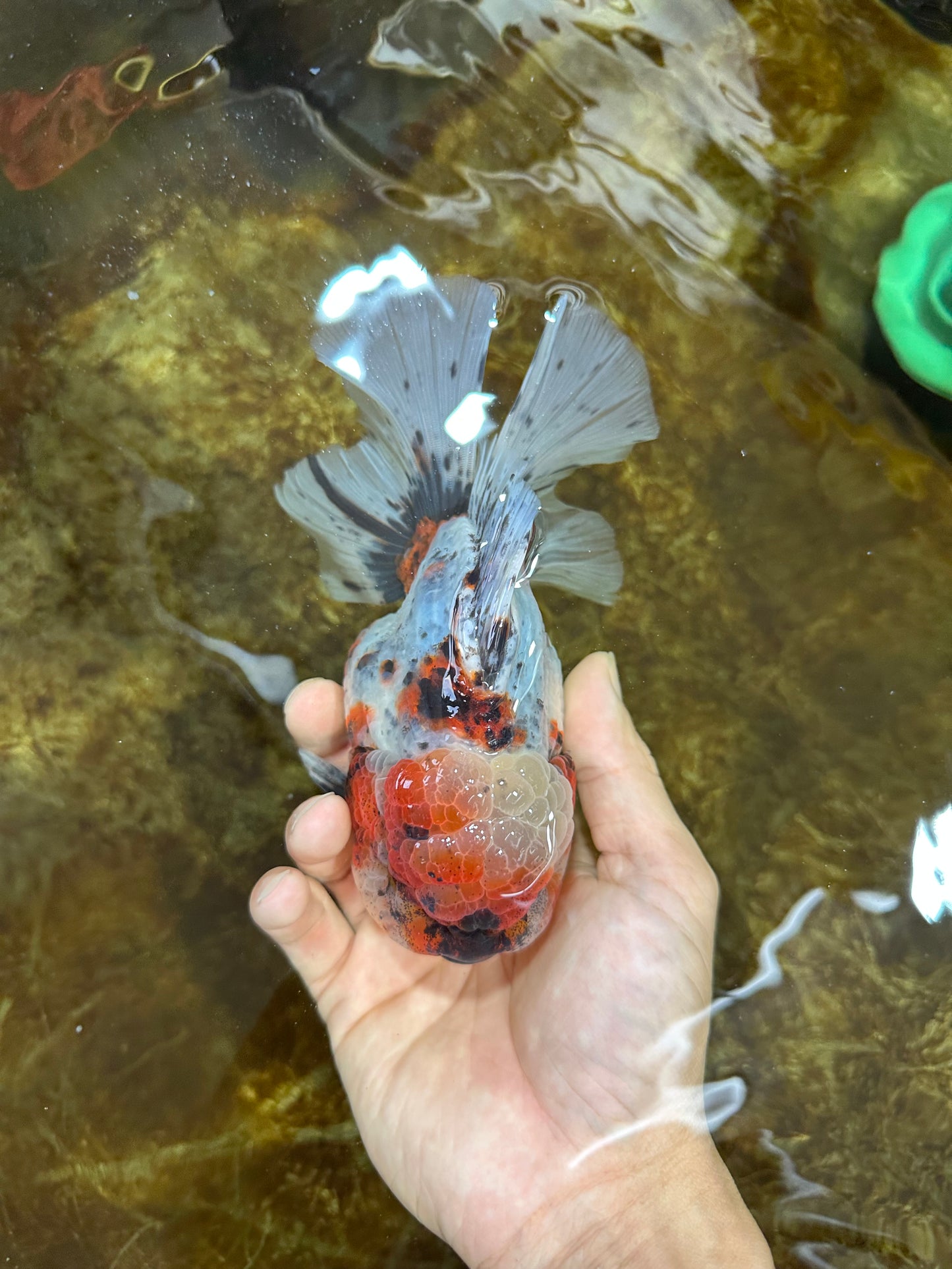 AAA Grade SUPER WEN Godzilla Calico Oranda Female 6 inches #080825OR_16