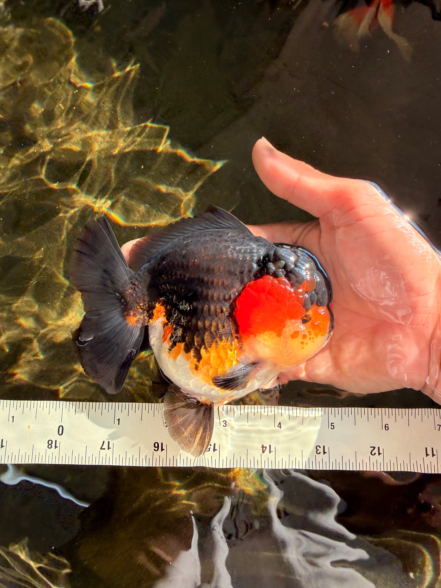 SHOW GRADE CHUBBY Tricolor Yuanbao Male 5 inches #071026YB_08