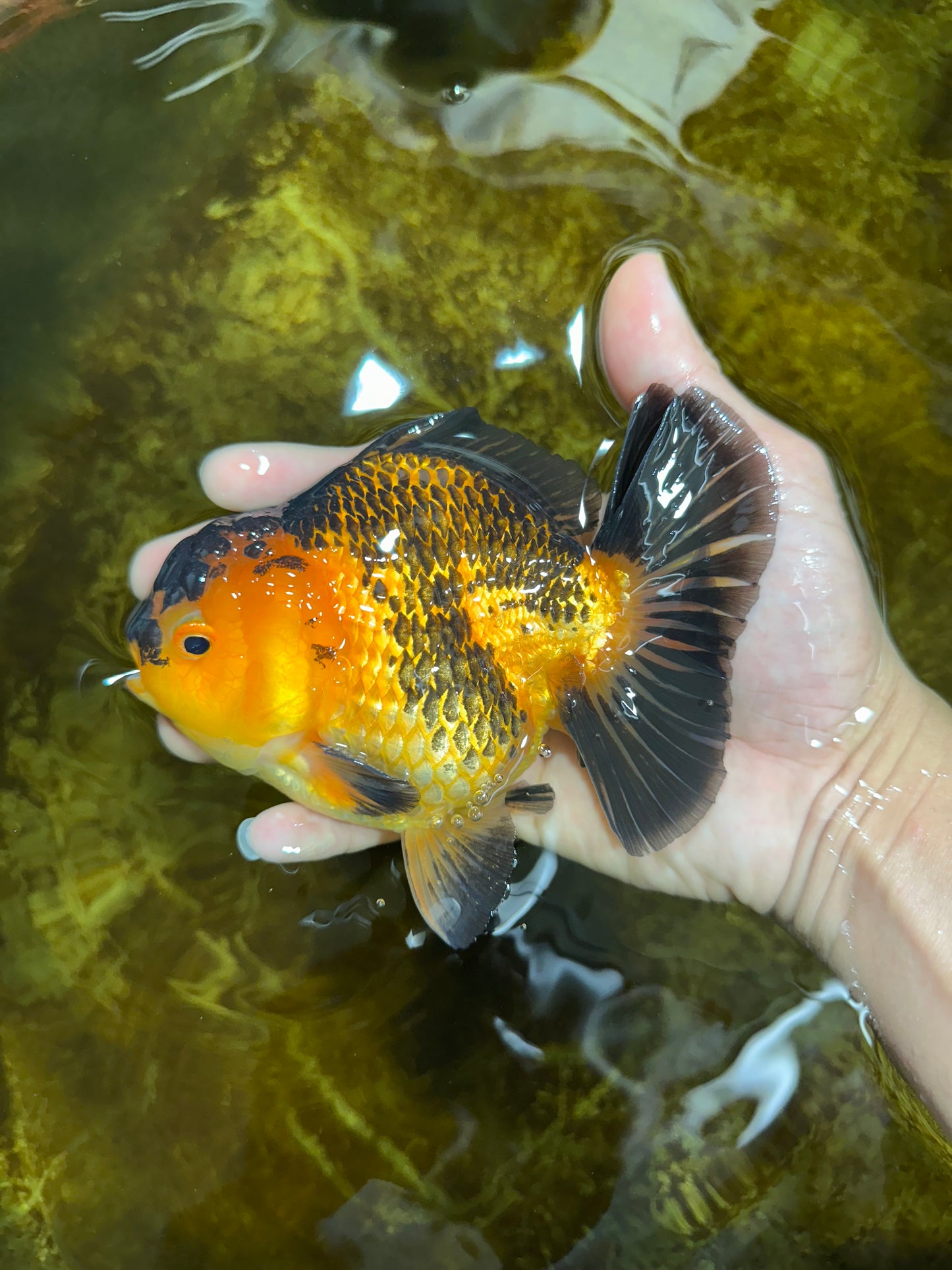 A Grade SUPER CUTE Apache Yuanbao Male 5 inches #091925YB_17