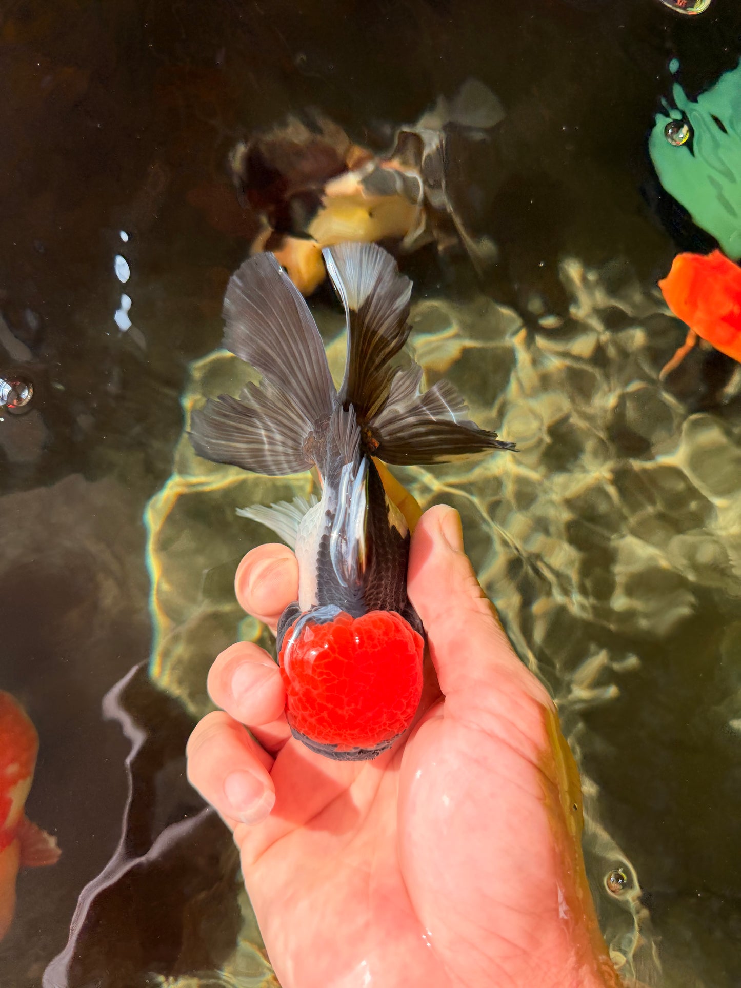 Red Head Tricolor Oranda Male 4.5-5 inches #032726OR_09