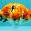 CHUBBY AAA Grade Diamond Scale Tricolor  Ranchu Male 5.5-6 inches #101626RC_26