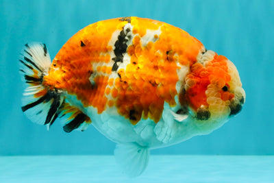 CHUBBY AAA Grade Diamond Scale Tricolor  Ranchu Male 5.5-6 inches #101626RC_26