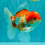 A Grade Polkadot Red White Oranda Male 5.5 inches #100926OR_13