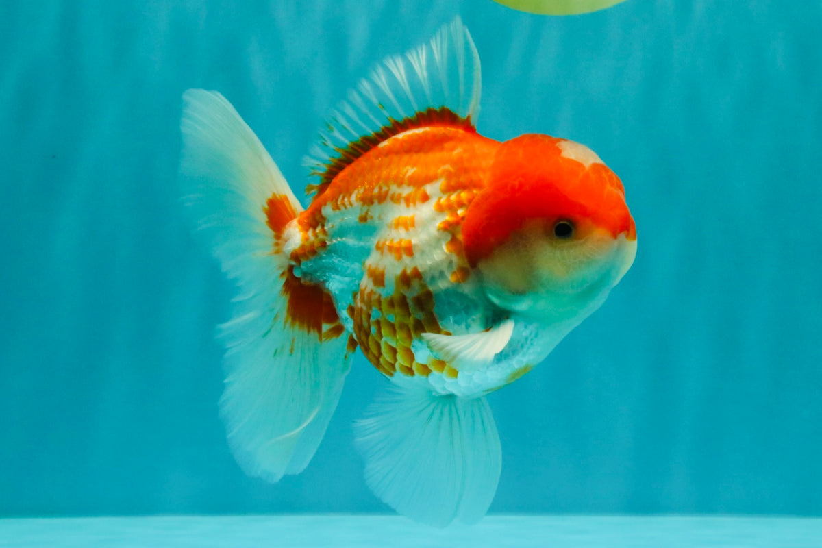 A Grade Polkadot Red White Oranda Male 5.5 inches #100926OR_13