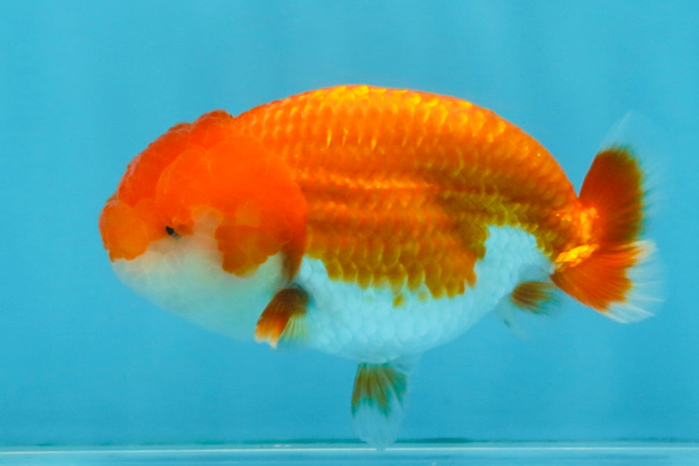 AAA Grade Red White LionQueen 4 inches #112825LC_02