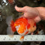 AAA Grade Red White Oranda Male 5.5-6 inches #071726OR_21
